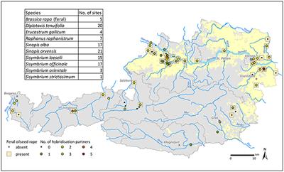 Spillage of Viable Seeds of Oilseed Rape along Transportation Routes: Ecological Risk Assessment and Perspectives on Management Efforts